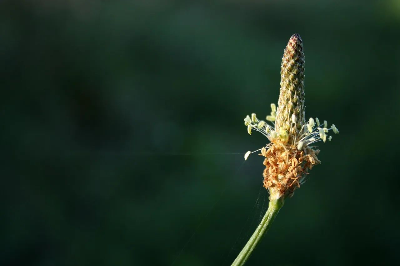 How to Rejuvenate Your Wilted Flowers | Floral Hack | Flower Lover Pro-Tip