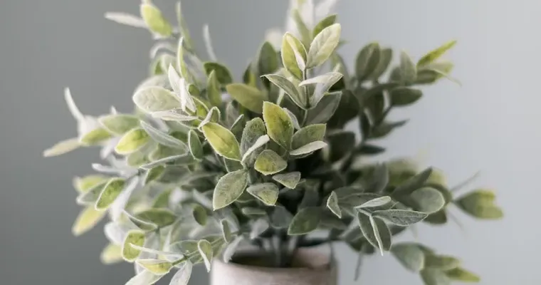 7 Great Indoor Plants for Clean Air Quality