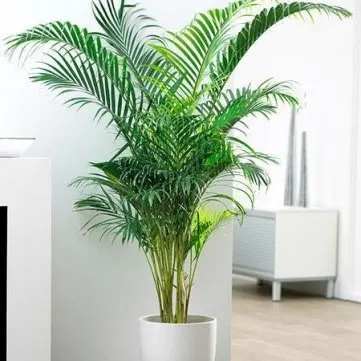 Areca Palm Areca Palm